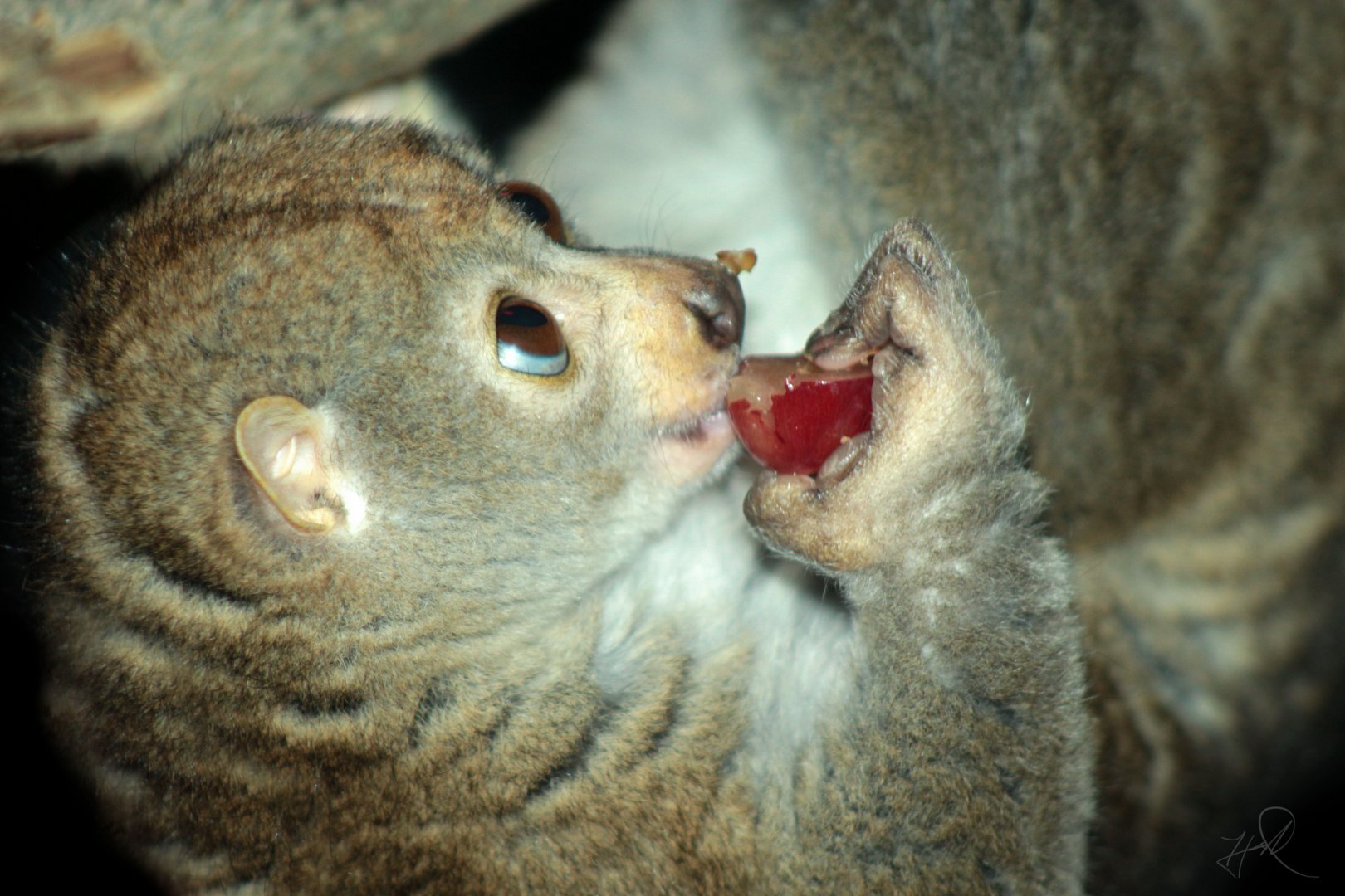 Dec. 2017 - Jungle Trails - Potto