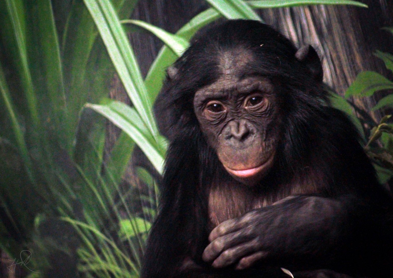 Dec. 2017 - Jungle Trails - Young Bonobo