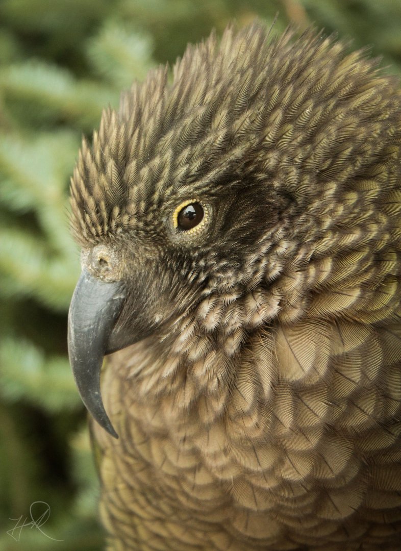 Dec. 2017 - Kea