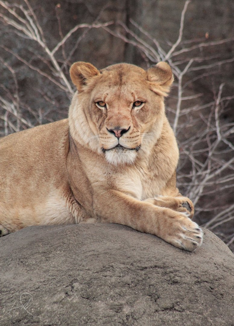 Dec. 2017 - Kolver Lion House - Lioness