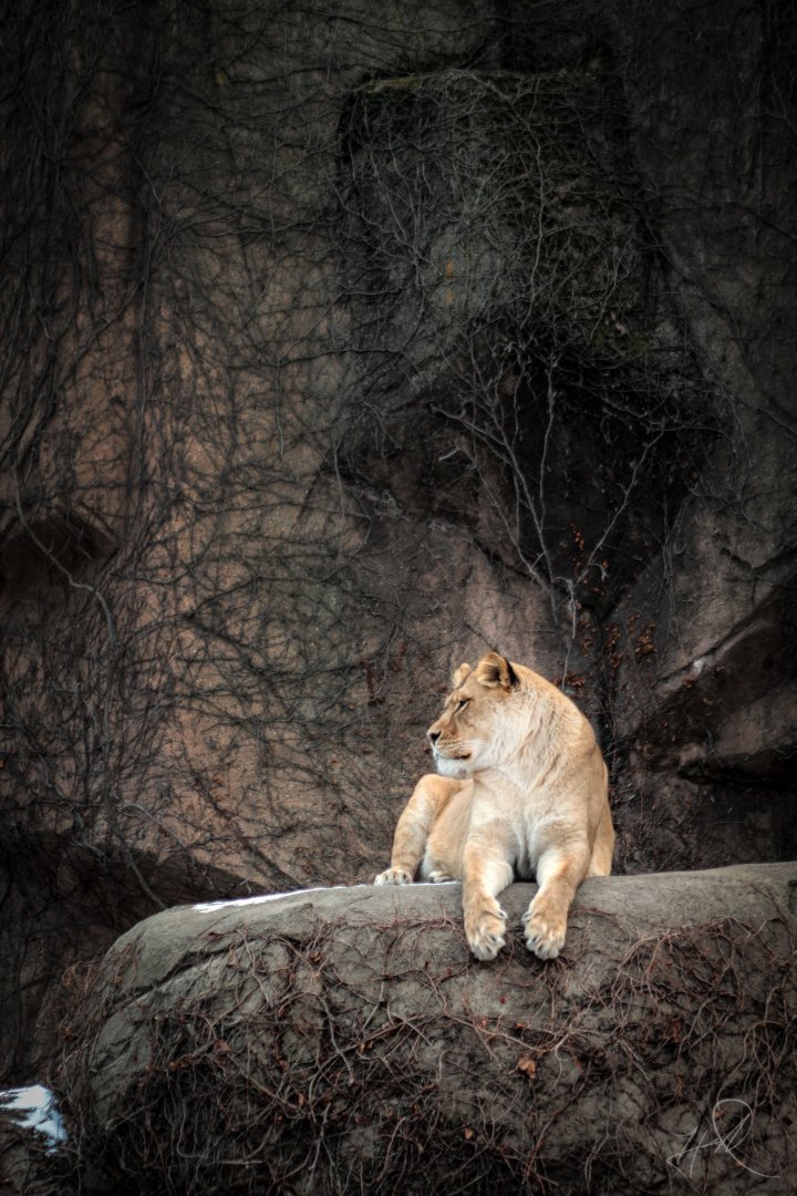 Dec. 2017 - Kolver Lion House - Lioness