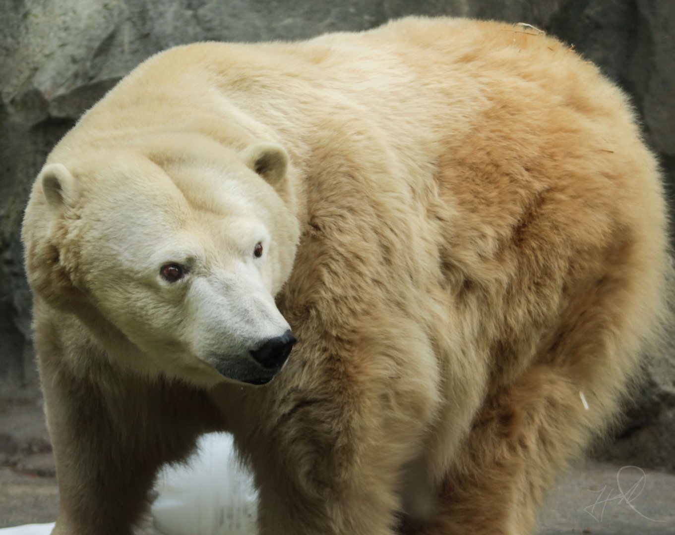 Dec. 2017 - Lords Of The Arctic - Polar Bear