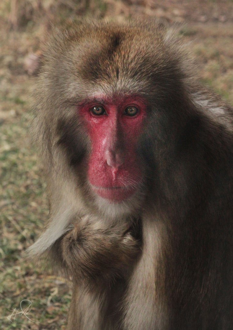 Dec. 2017 - Macaque Forest - Japanese Macaque