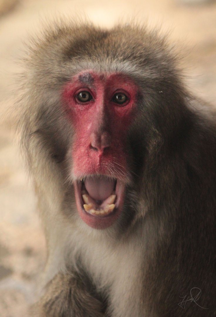 Dec. 2017 - Macaque Forest - Japanese Macaque