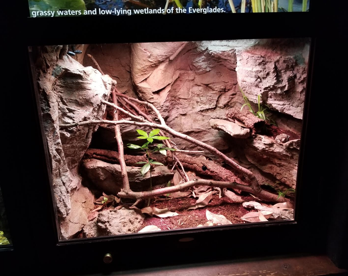 Dec. 2017 - Manatee Springs - Amazon Milk Frog Exhibit
