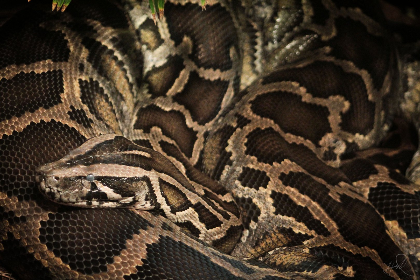 Dec. 2017 - Manatee Springs - Burmese Python