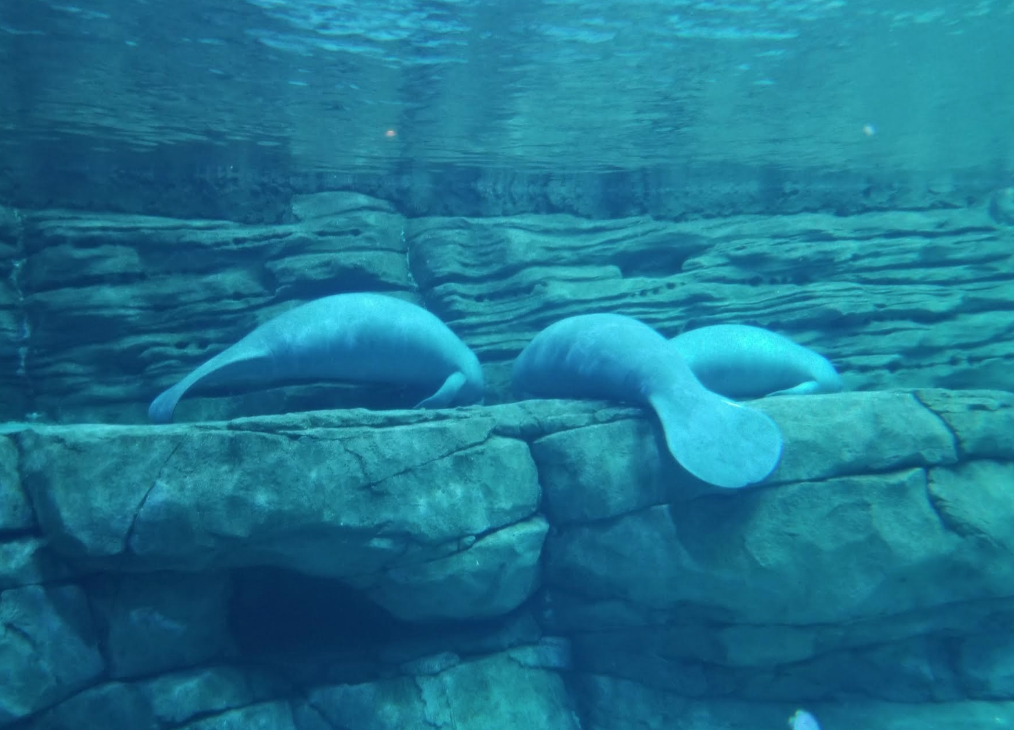 Dec. 2017 - Manatee Springs - Three New Rescues