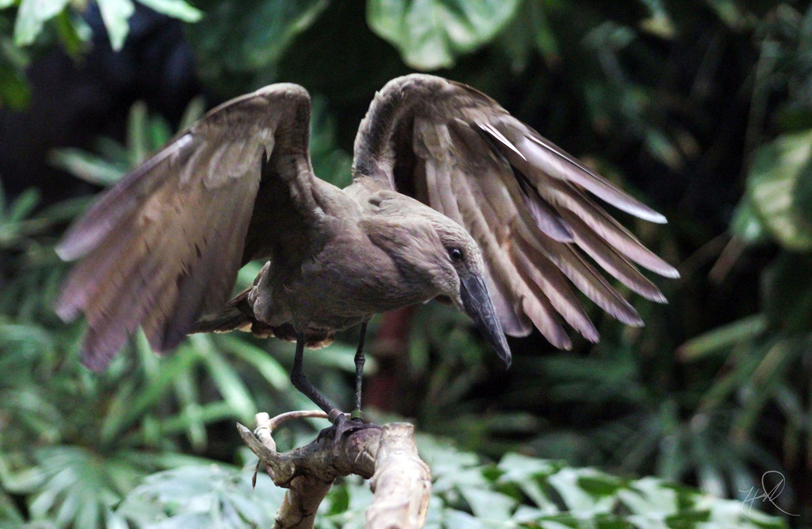 Dec. 2017 - McCormick Bird House - Hammerkop
