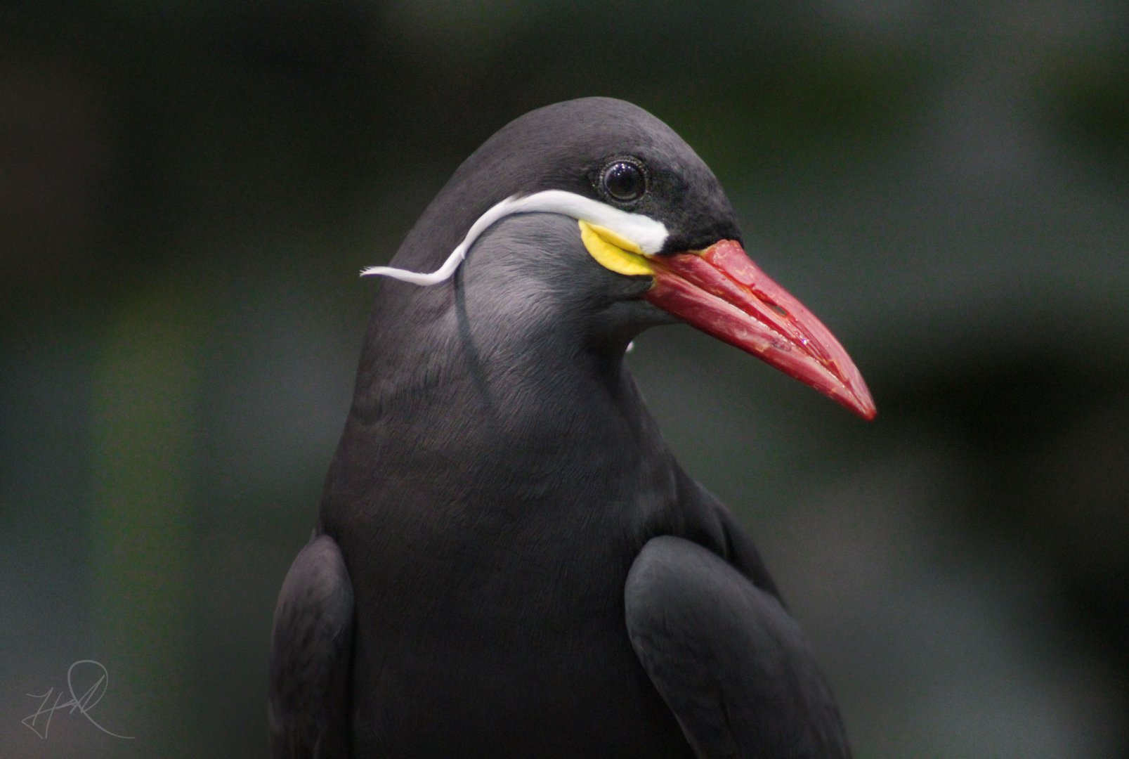 Dec. 2017 - McCormick Bird House - Incan Tern