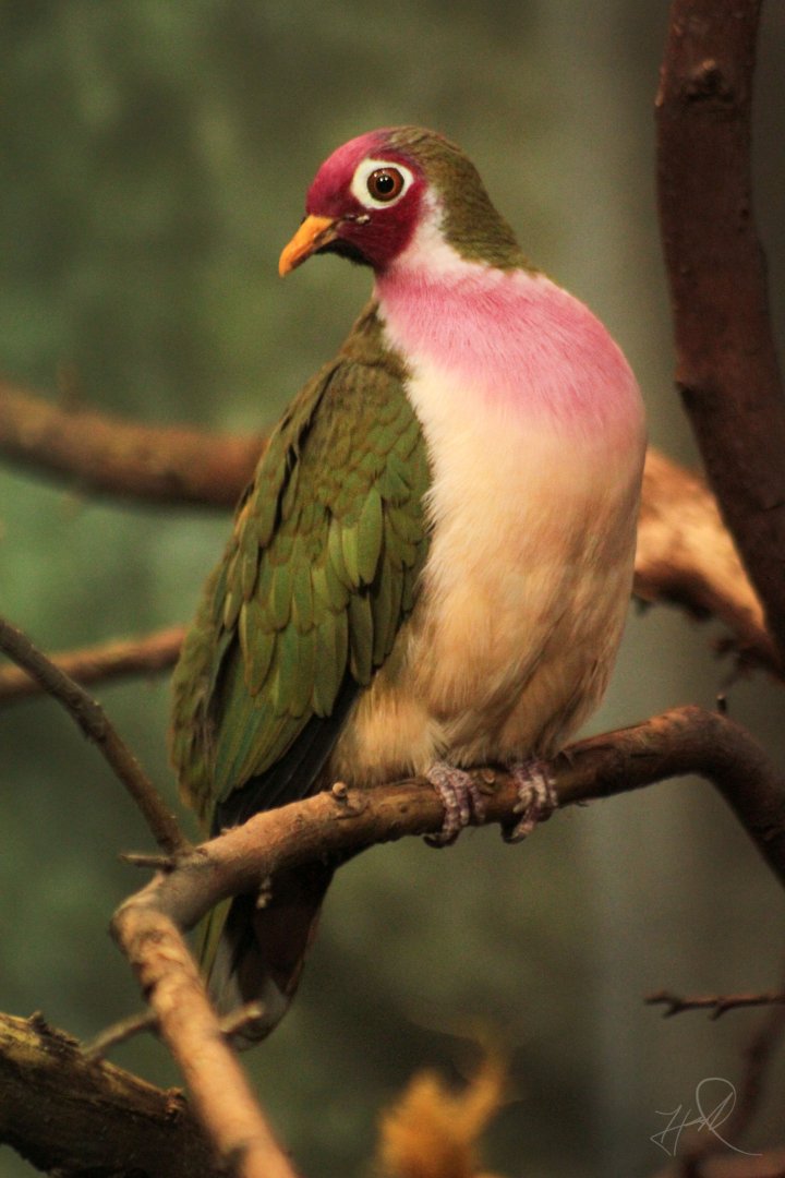 Dec. 2017 - McCormick Bird House - Jambu Fruit Dove