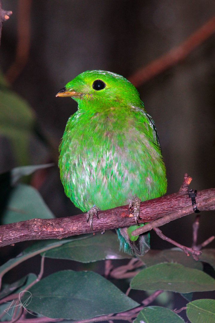 Dec. 2017 - McCormick Bird House - Lesser Green Broadbill