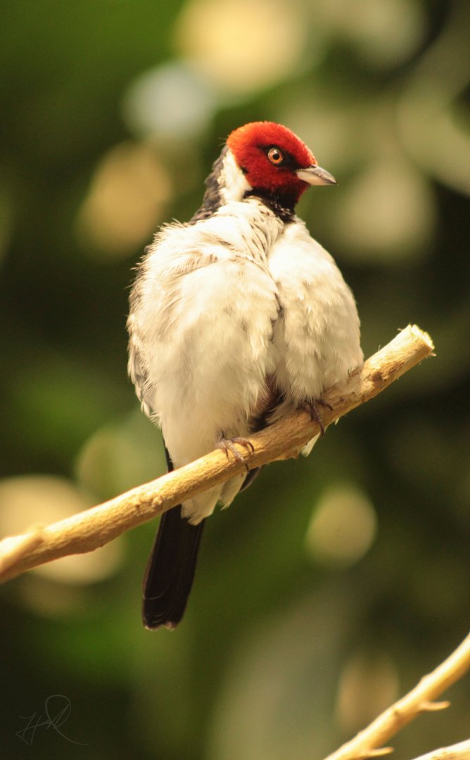 Dec. 2017 - McCormick Bird House - Red-capped Cardinal