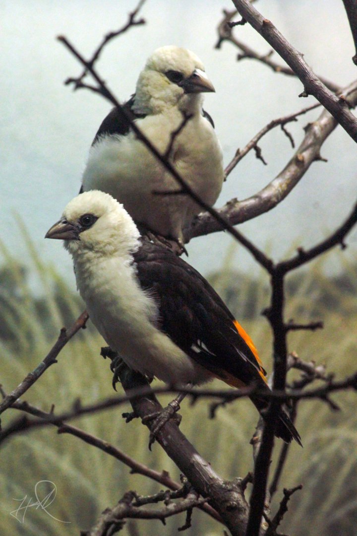 Dec. 2017 - McCormick Bird House - White-headed Buffalo Weaver
