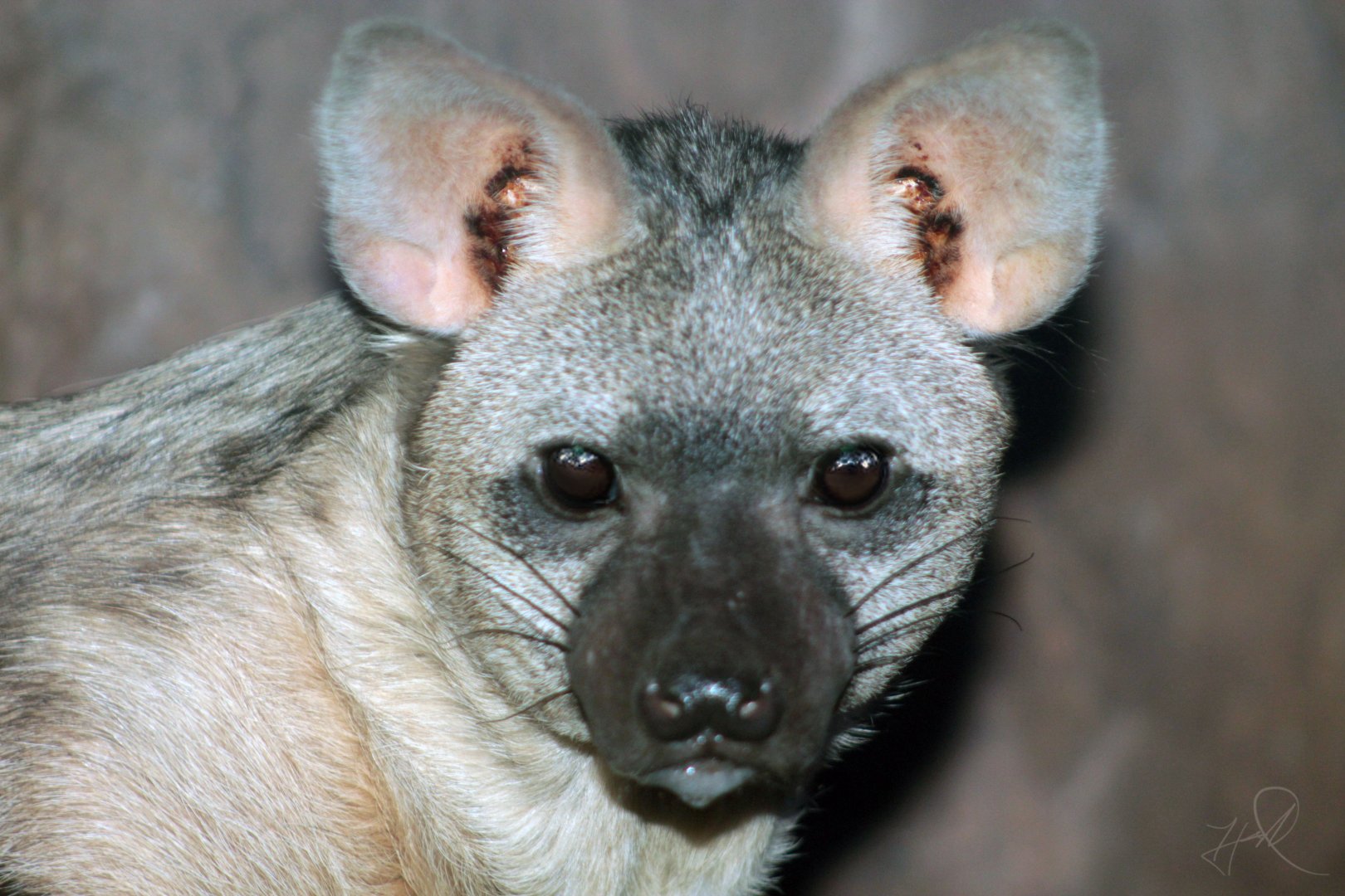 Dec. 2017 - Night Hunters - Aardwolf