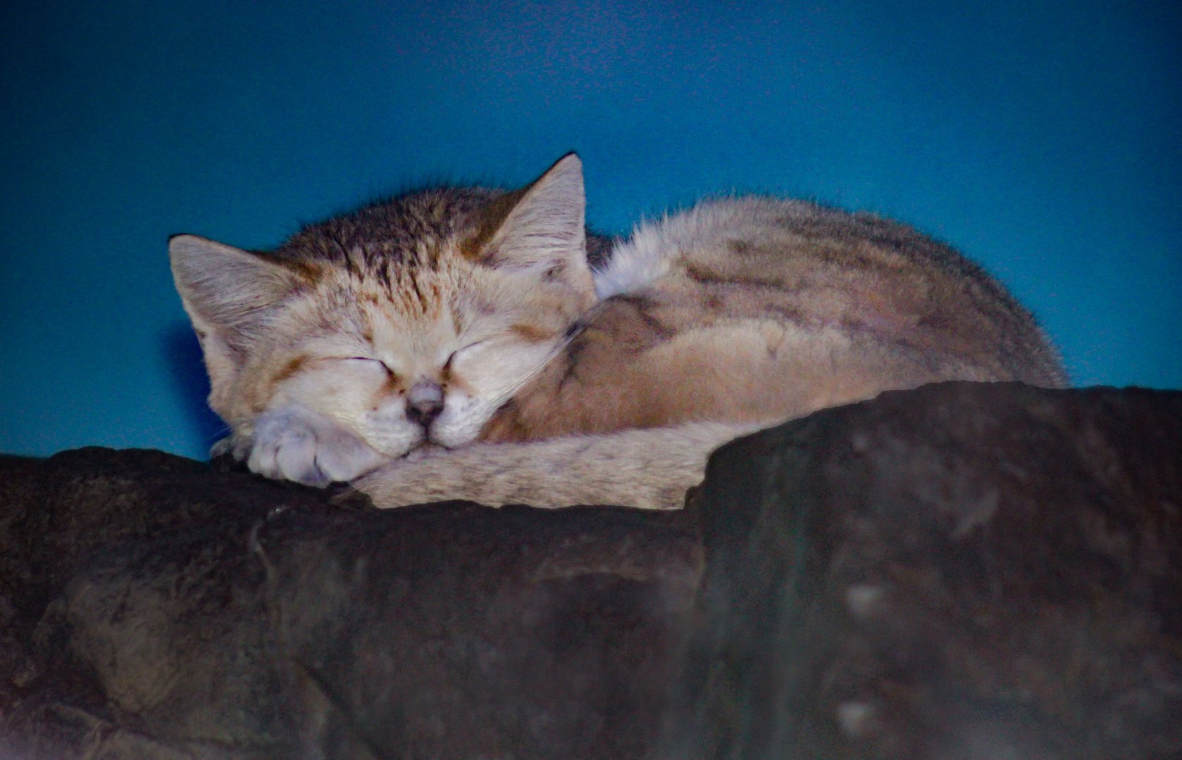 Dec. 2017 - Night Hunters - Arabian Sand Cat