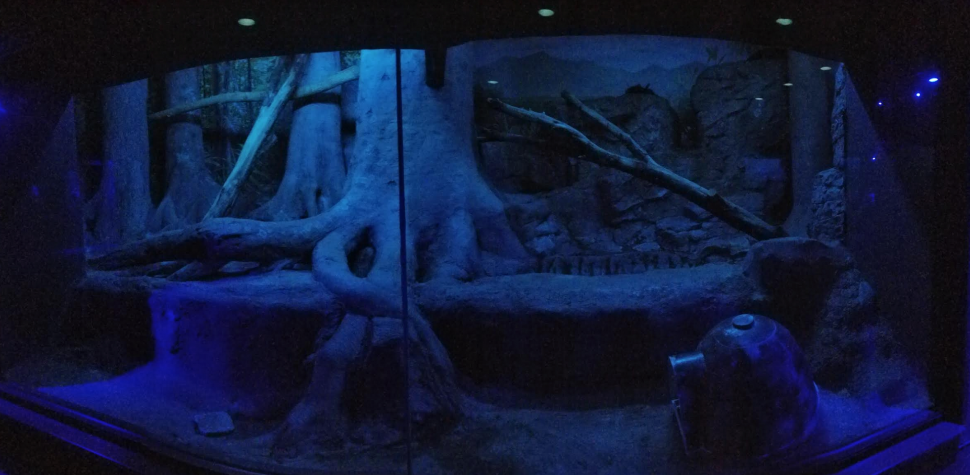 Dec. 2017 - Night Hunters - Bearcat Exhibit