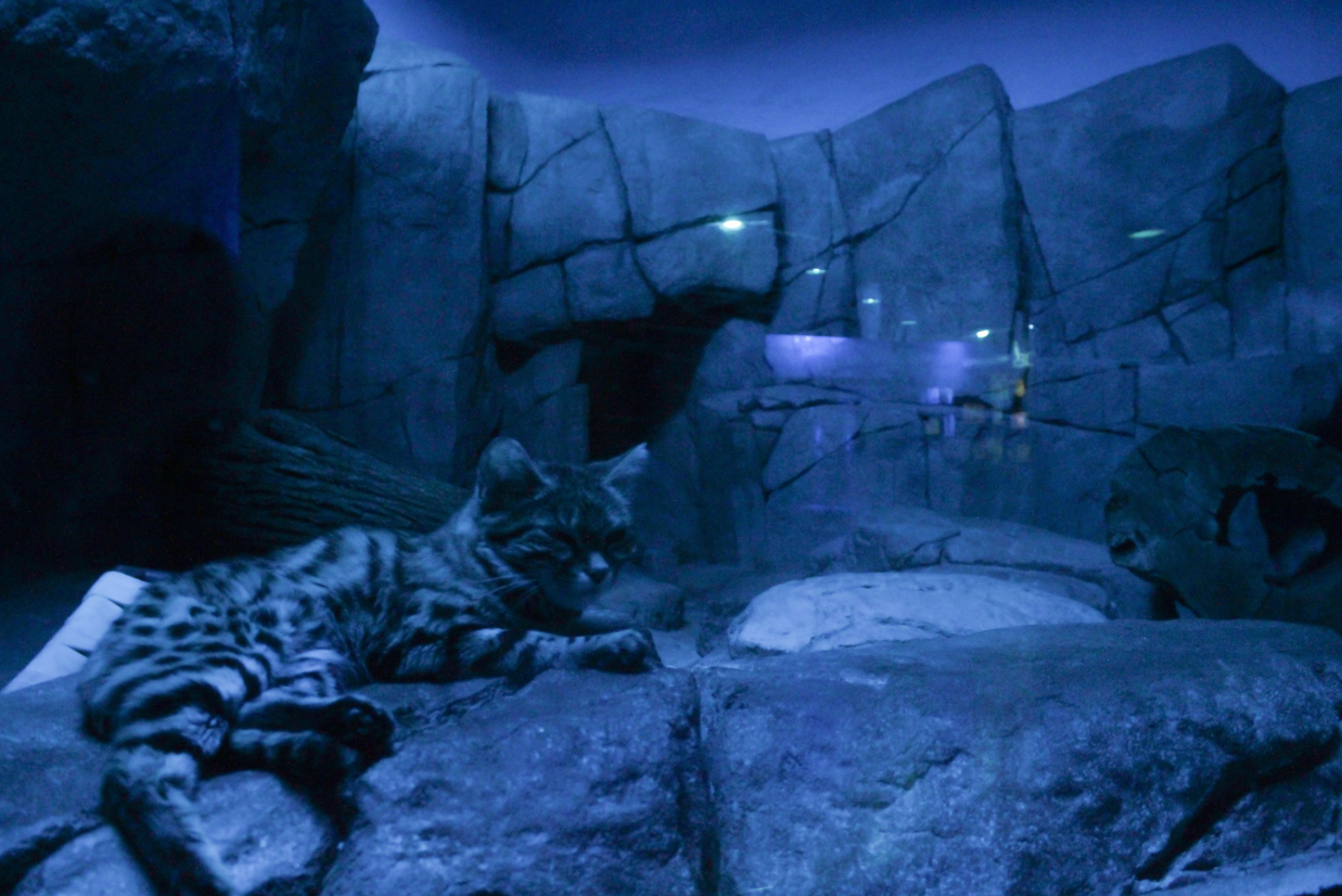 Dec. 2017 - Night Hunters - Black-footed Cat Exhibit