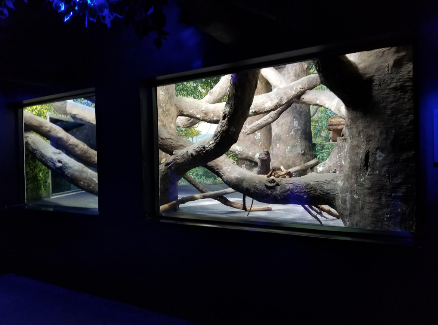 Dec. 2017 - Night Hunters - Clouded Leopard Exhibit (Lights On)