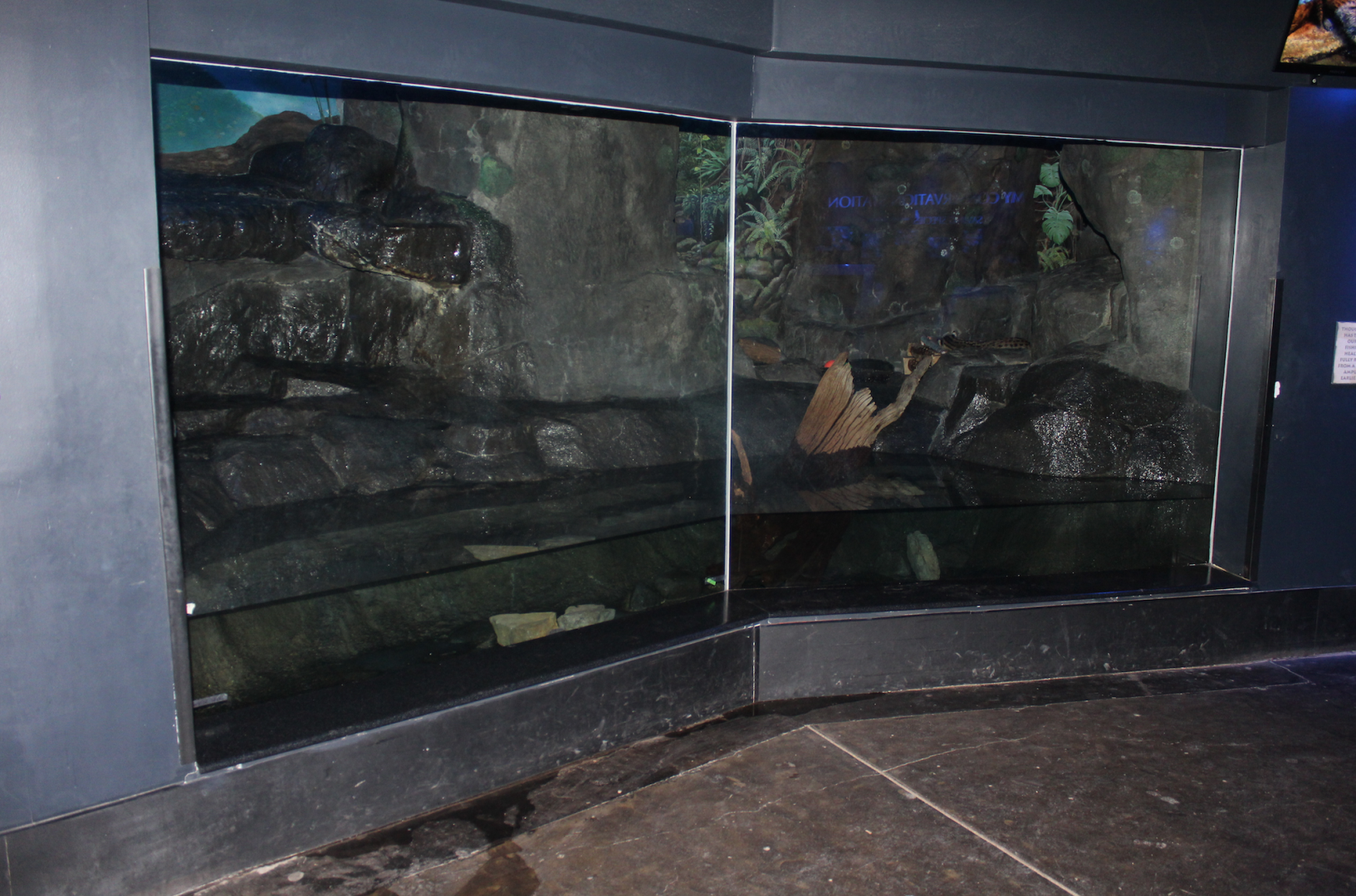 Dec. 2017 - Night Hunters - Fishing Cat Exhibit (Water Filled Higher Than Ever)