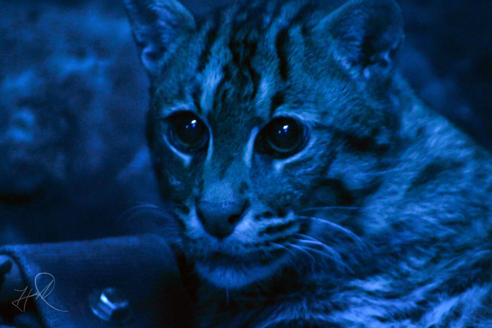 Dec. 2017 - Night Hunters - Fishing Cat