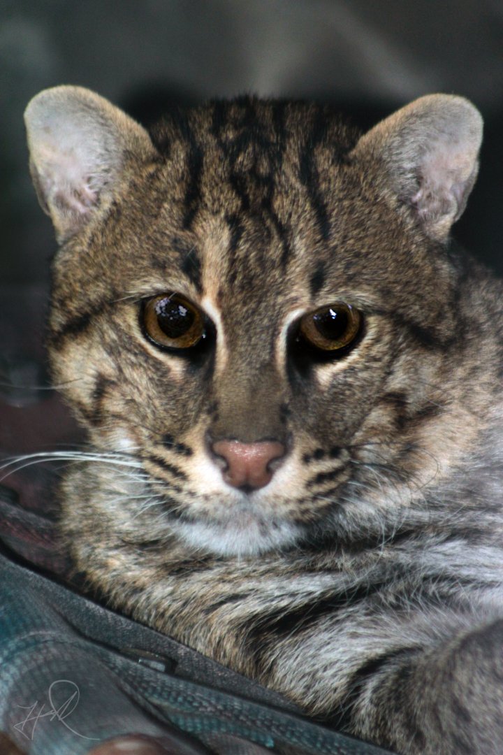 Dec. 2017 - Night Hunters - Fishing Cat