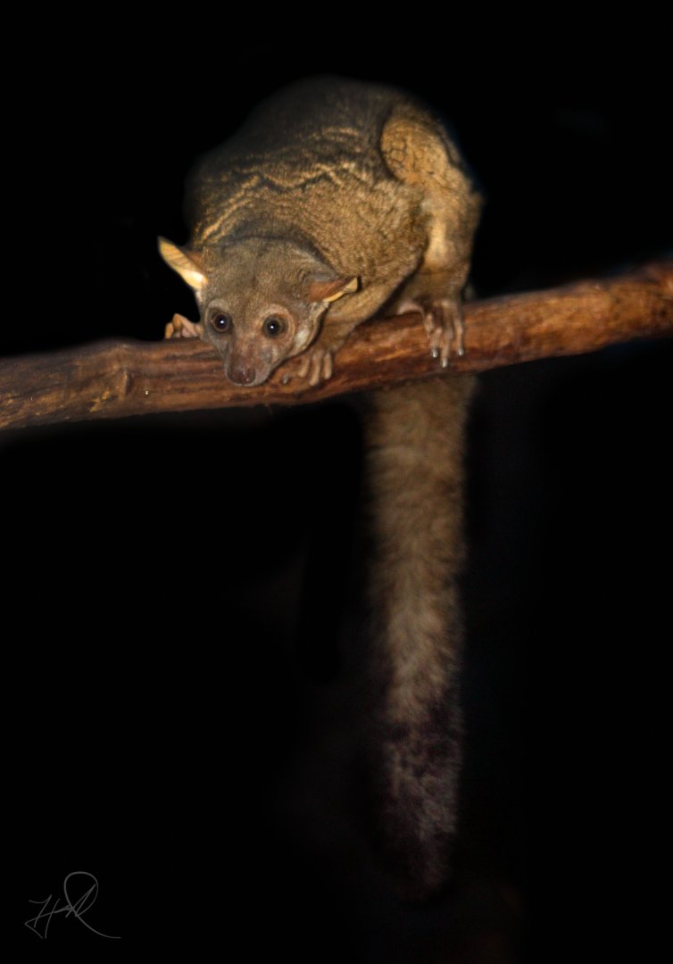 Dec. 2017 - Night Hunters - Garnett's Galago