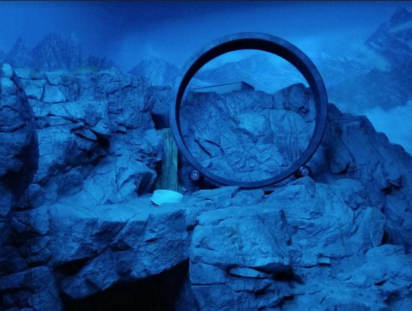 Dec. 2017 - Night Hunters - Odd New Object in Pallas' Cat Exhibit