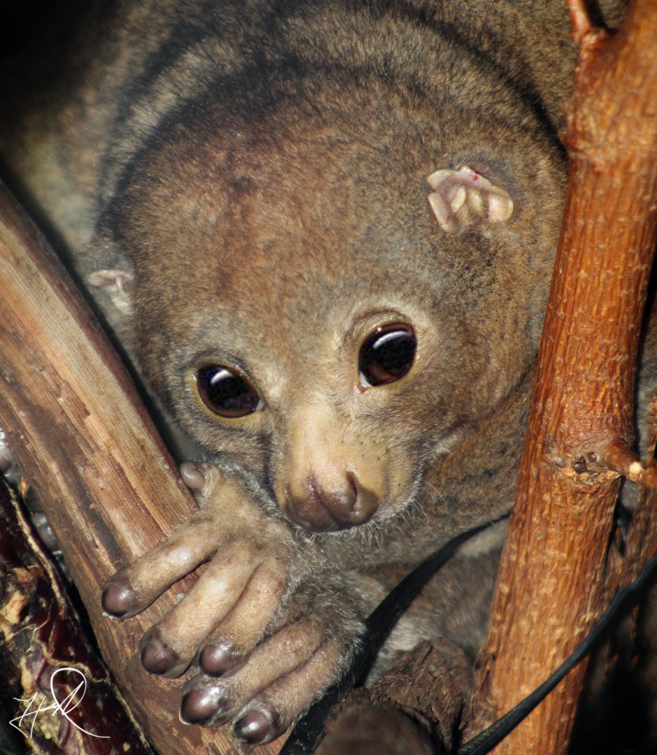 Dec. 2017 - Night Hunters - Potto