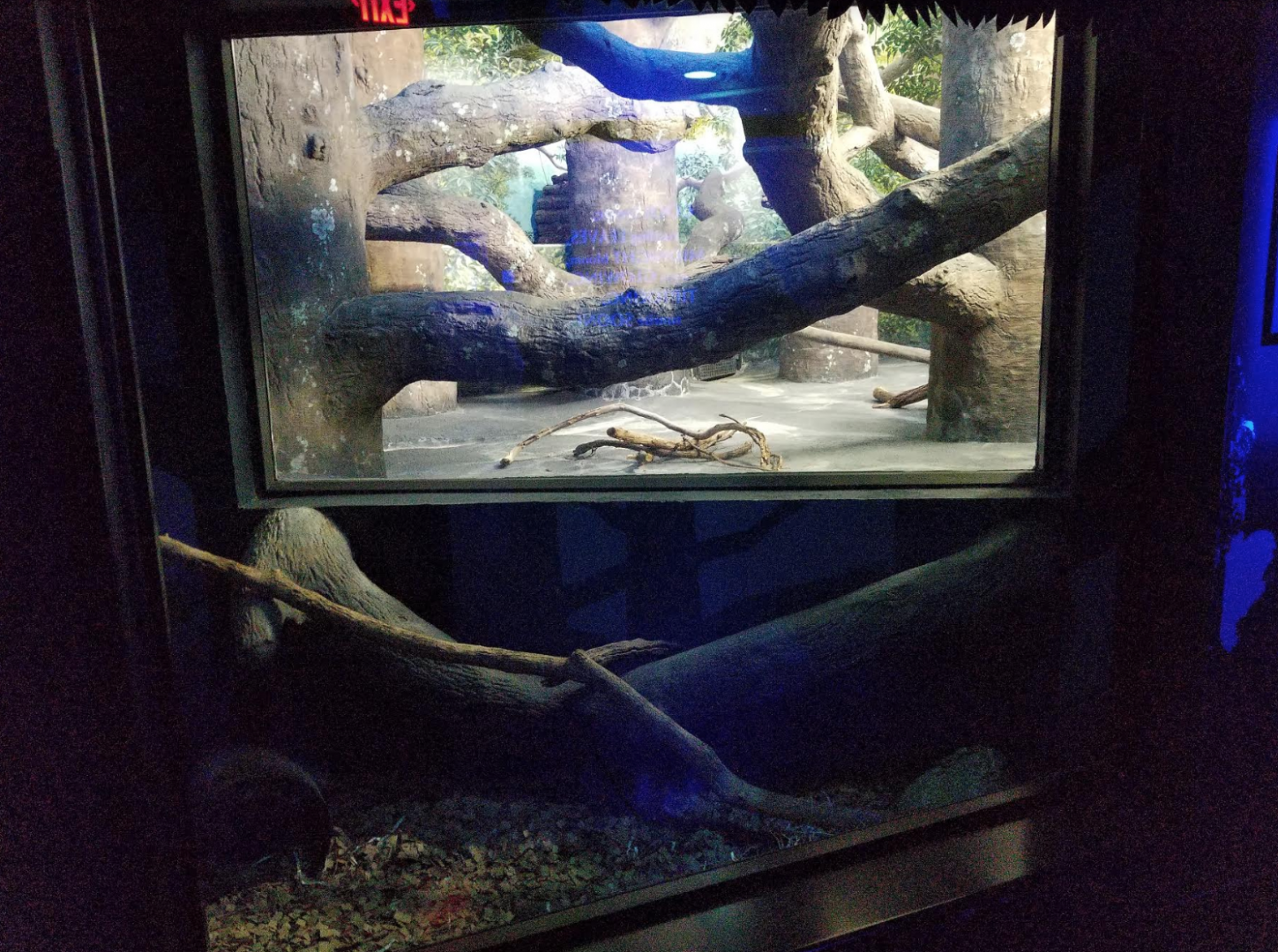 Dec. 2017 - Night Hunters - Screaming Armadillo + Clouded Leopard Exhibit (Lights On)