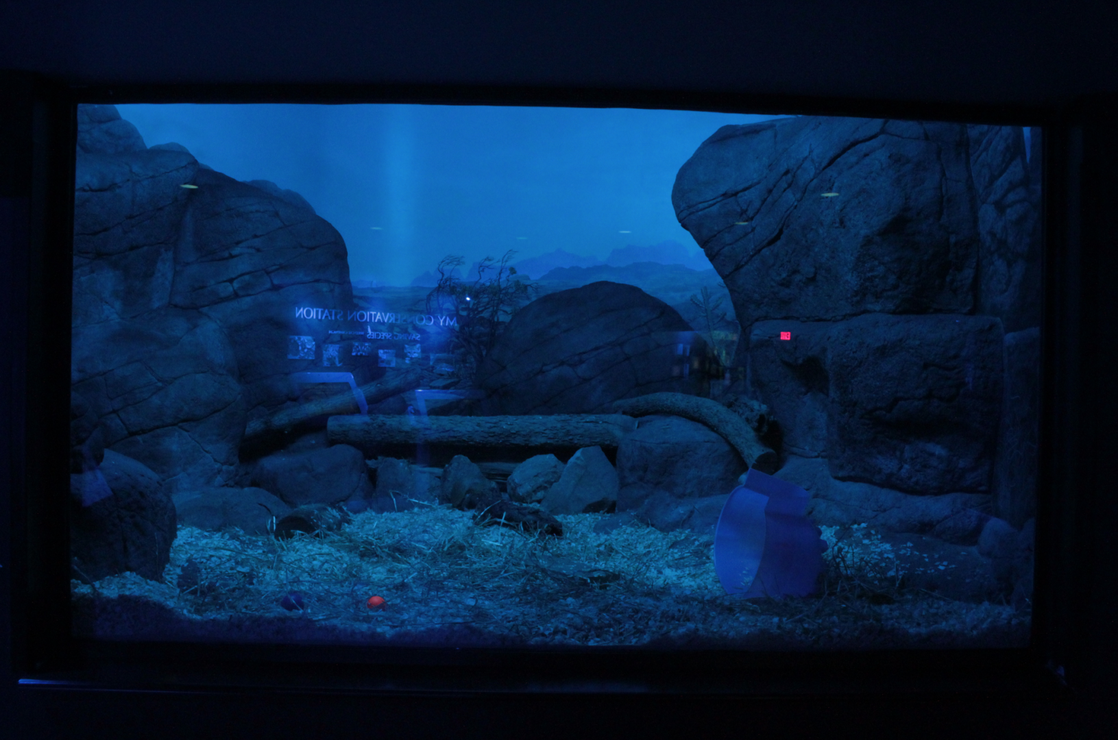 Dec. 2017 - Night Hunters - Southern Three-banded Armadillo