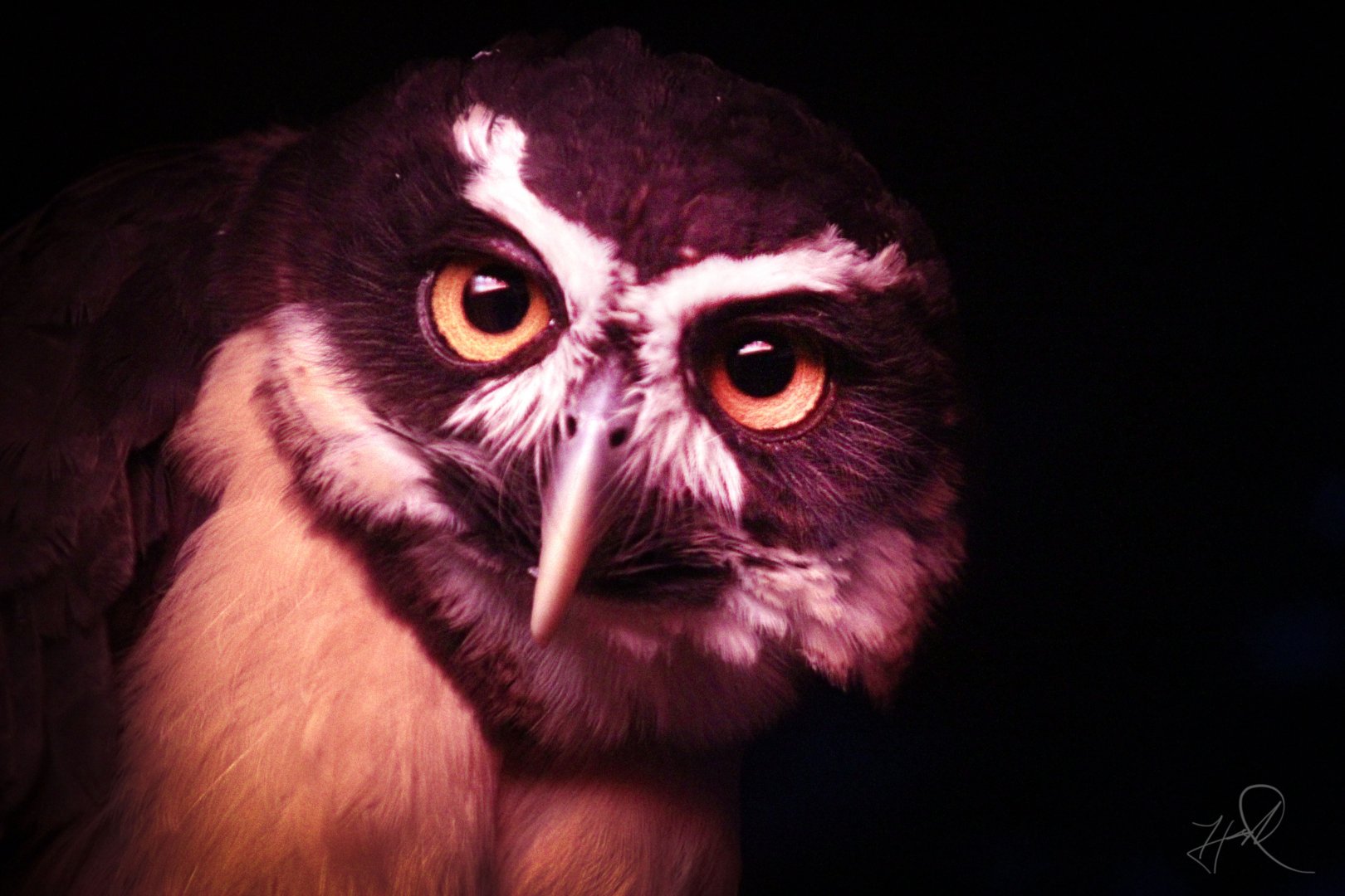 Dec. 2017 - Night Hunters - Spectacled Owl