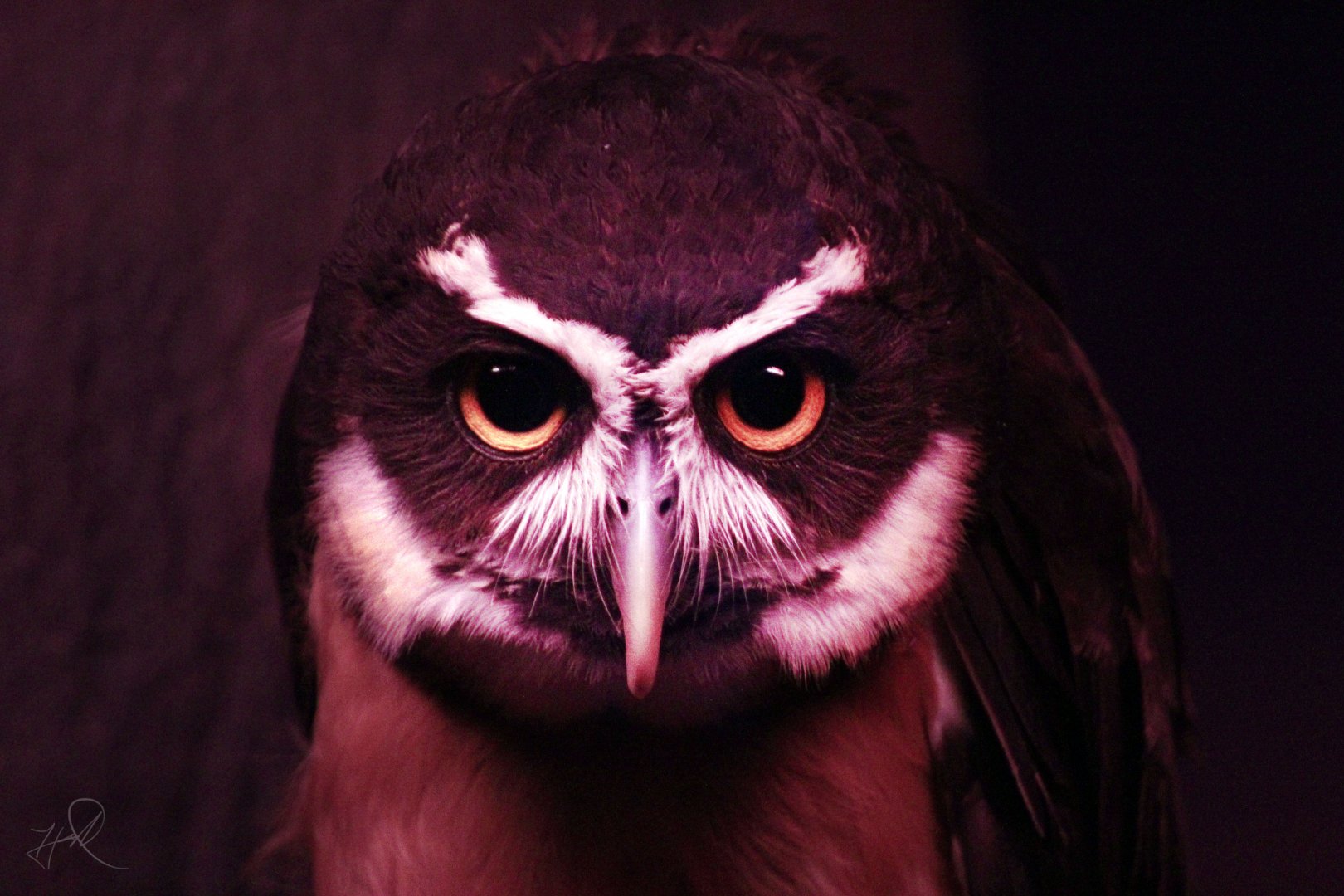 Dec. 2017 - Night Hunters - Spectacled Owl