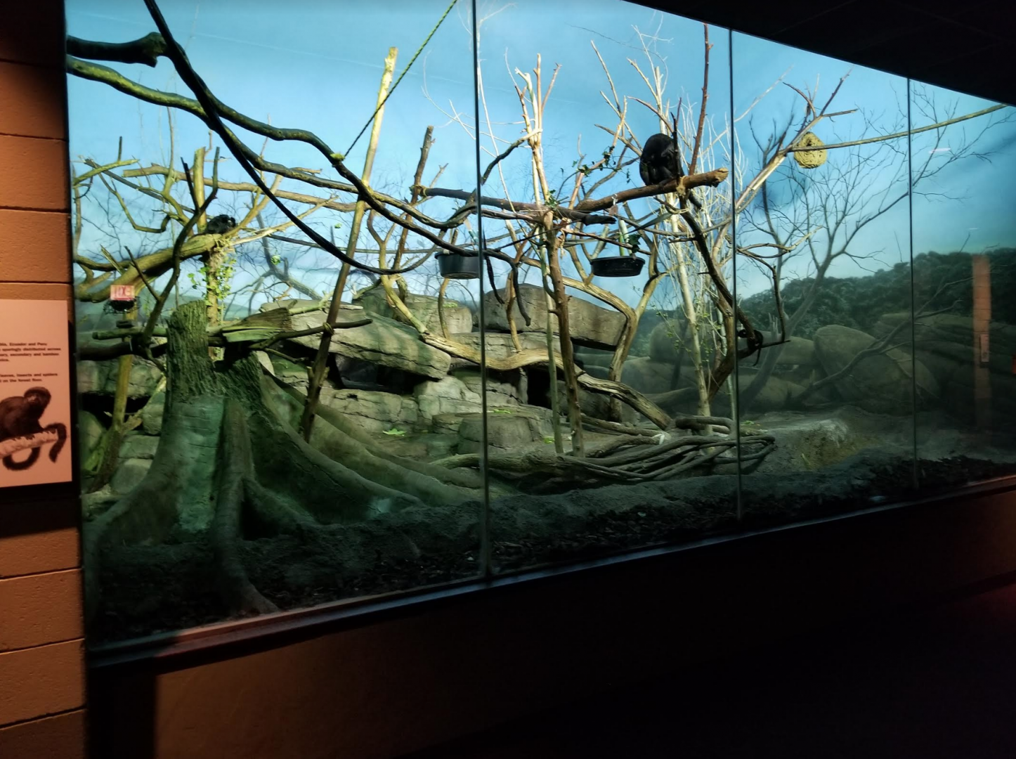 Dec. 2017 - Primate House - Black Howler Monkey + Goeldi's Monkey Exhibit