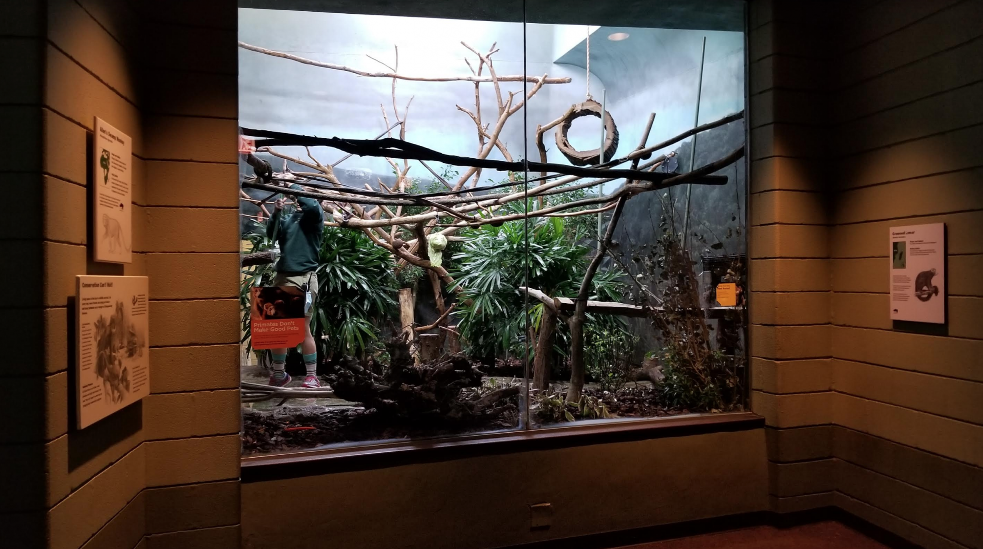 Dec. 2017 - Primate House - Crowned Lemur Exhibit