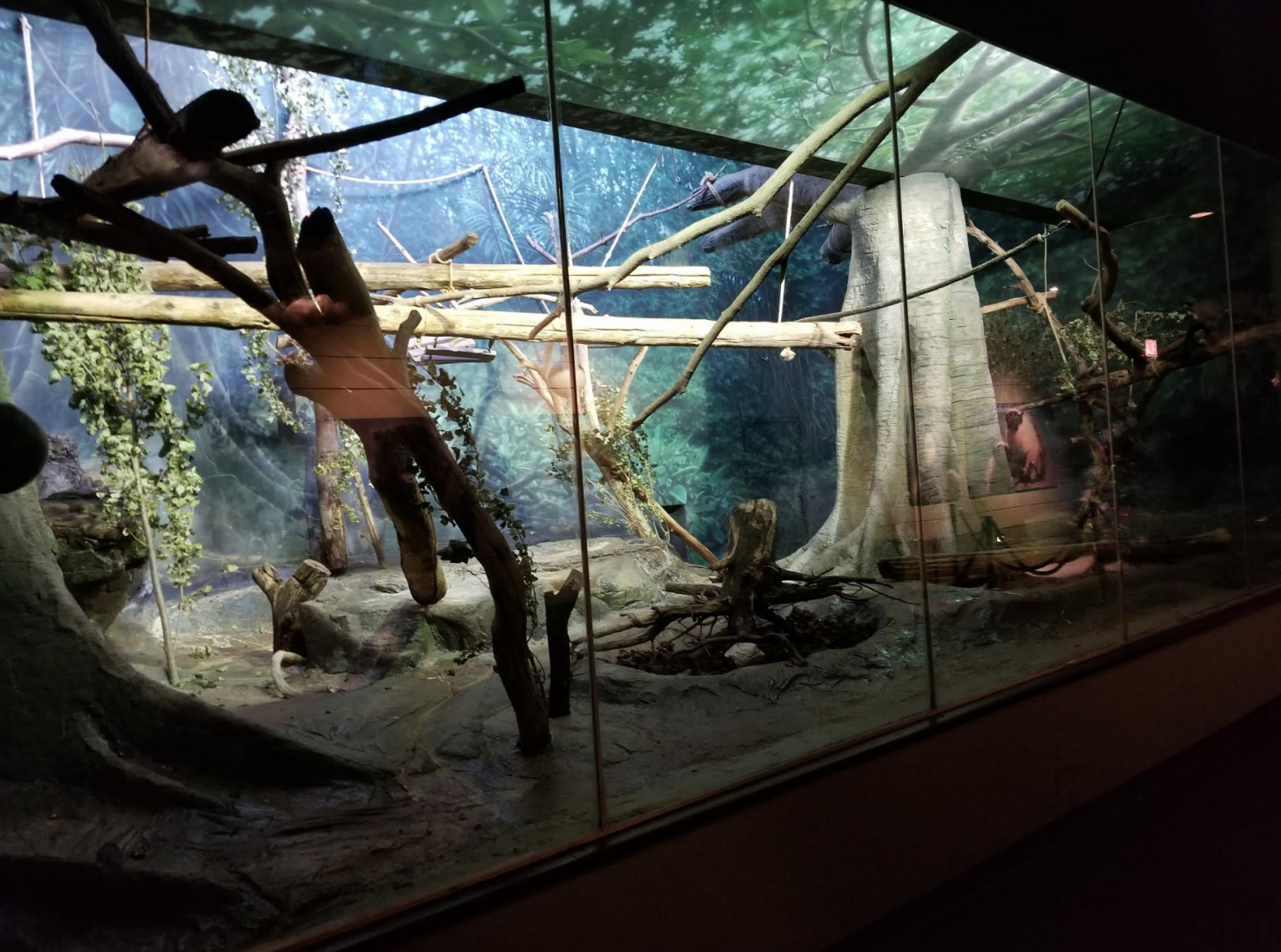 Dec. 2017 - Primate House - DeBrazza's Monkey Exhibit