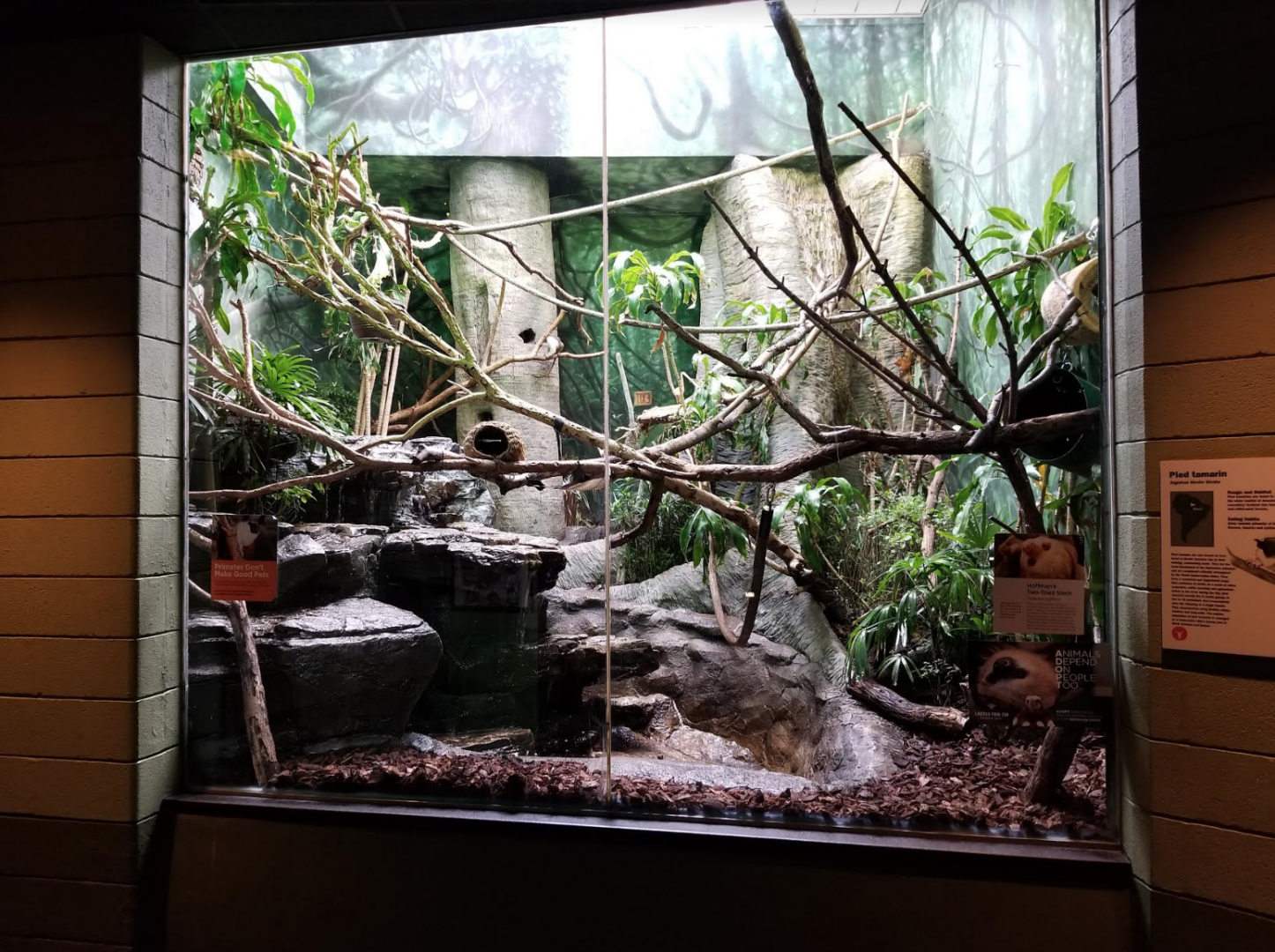 Dec. 2017 - Primate House - Pied Tamarin + Hoffman's Two-toed Sloth Exhibit