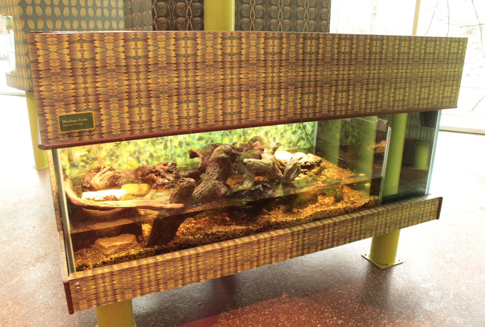 Dec. 2017 - Pritzker Family Children's Zoo - Blanding's Turtle Exhibt