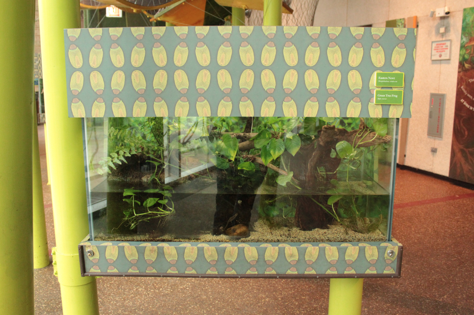 Dec. 2017 - Pritzker Family Children's Zoo - Eastern Newt + Green Tree Frog Exhibit