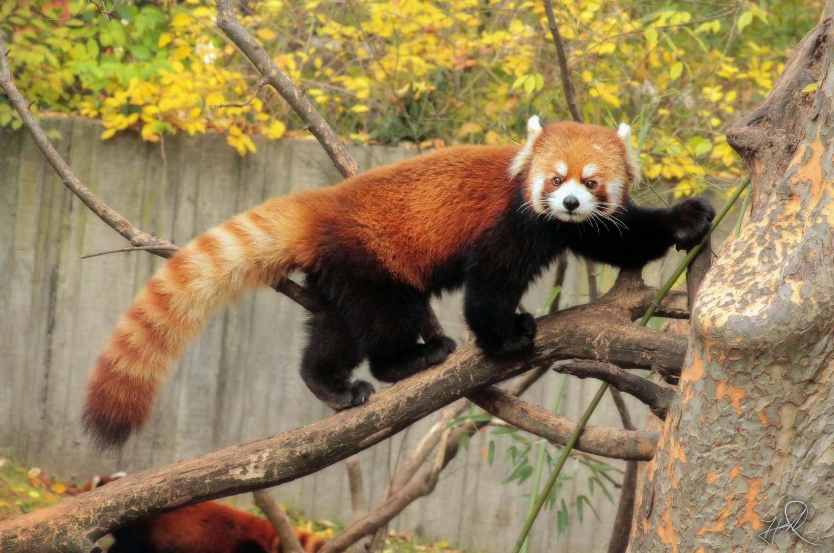 Dec. 2017 - Red Panda