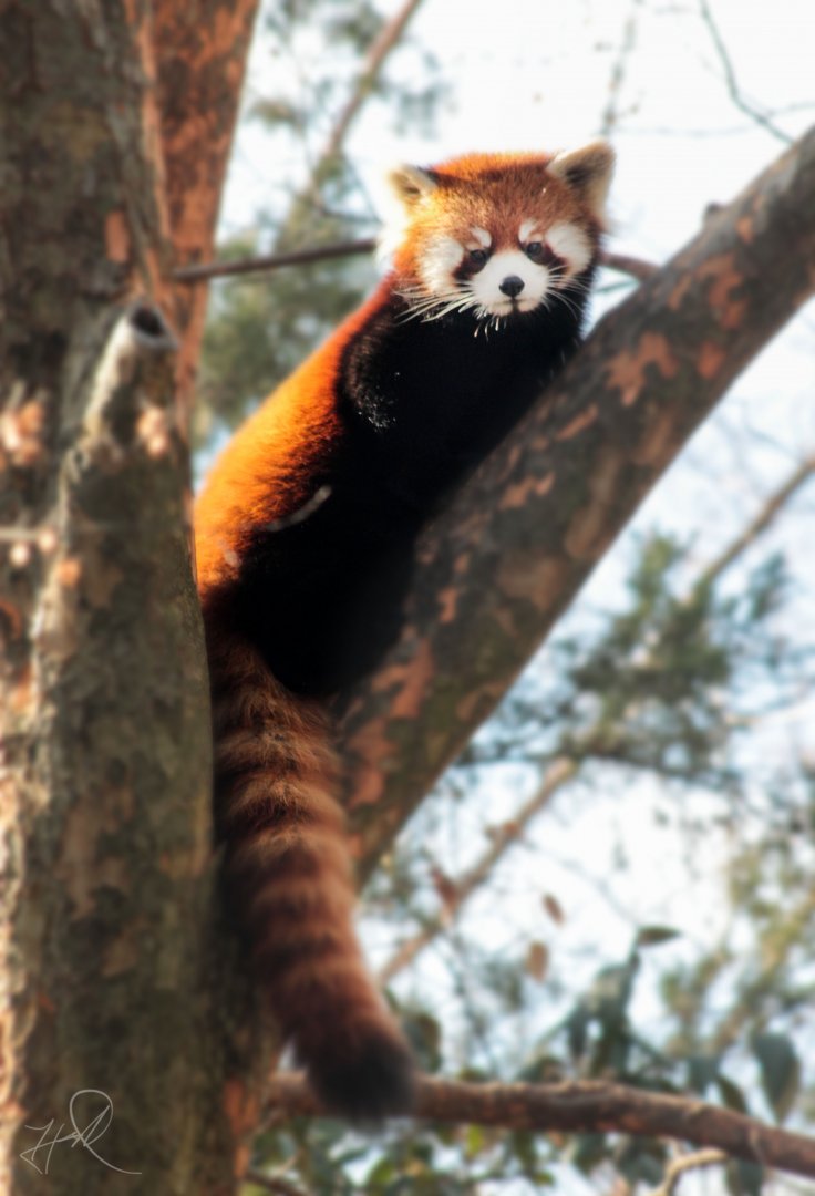 Dec. 2017 - Red Panda
