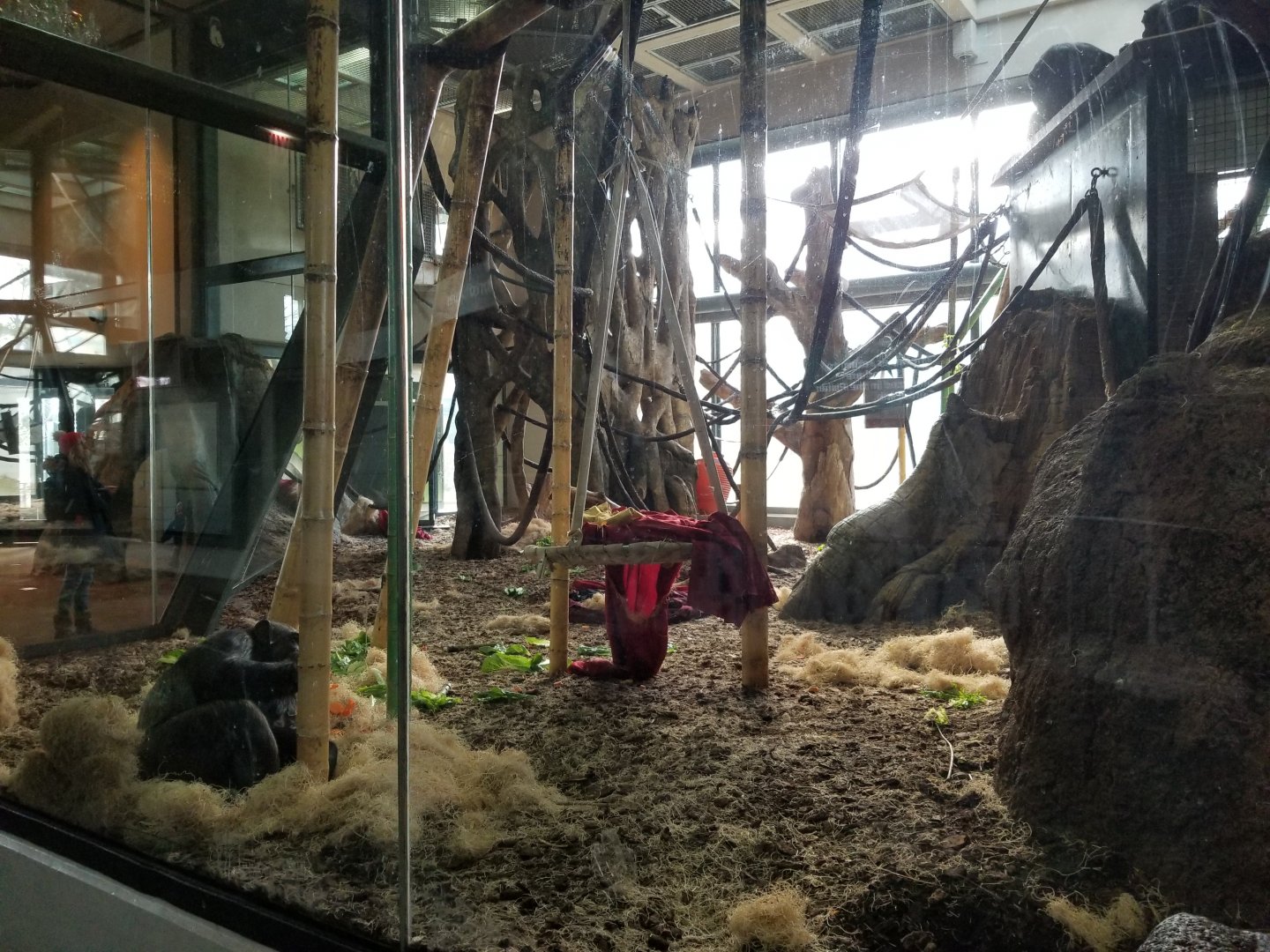Dec. 2017 - Regenstein Center for African Apes - Chimpanzee Exhibit
