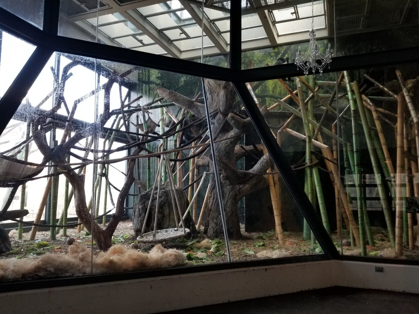 Dec. 2017 - Regenstein Center for African Apes - First Gorilla Exhibit