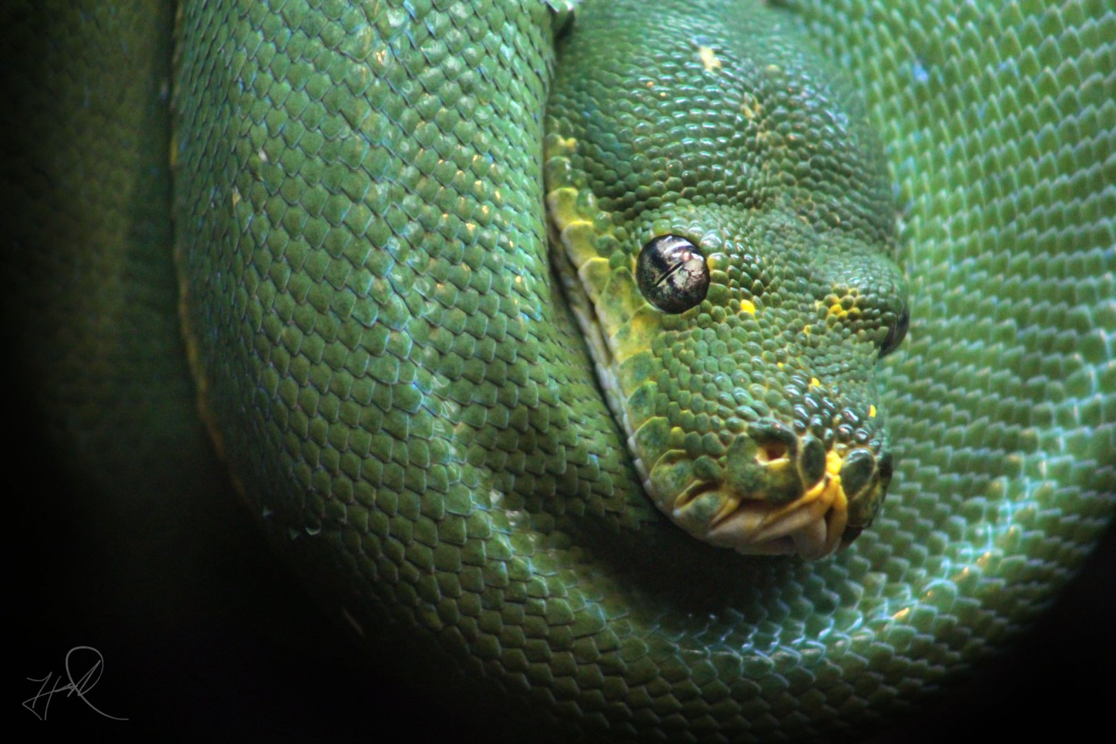 Dec. 2017 - Reptile House - Green Tree Python