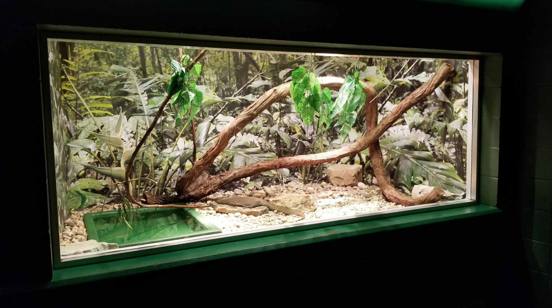 Dec. 2017 - Reptile House - Merten's Water Monitor Exhibit