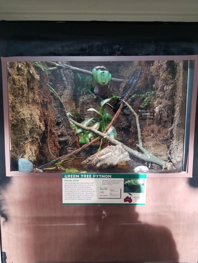 Dec. 2017 - Reptile House - Newly Renovated Green Tree Python Exhibit