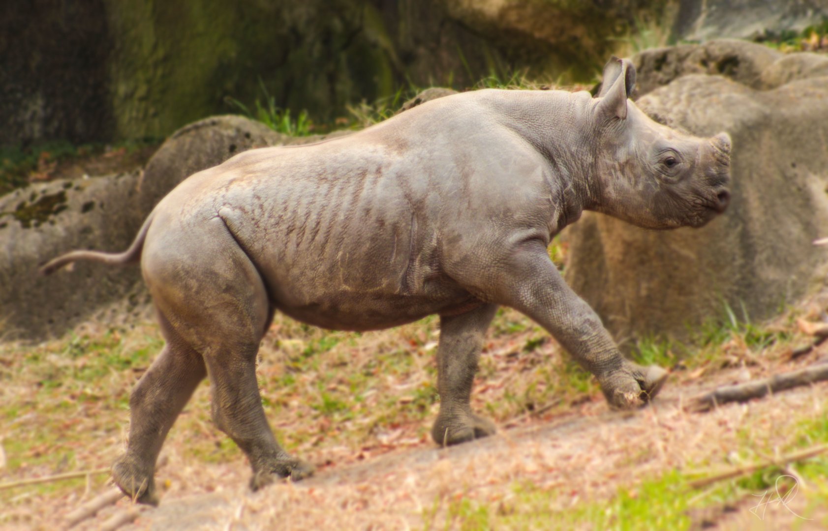 Dec. 2017 - Rhino Reserve - Kendi