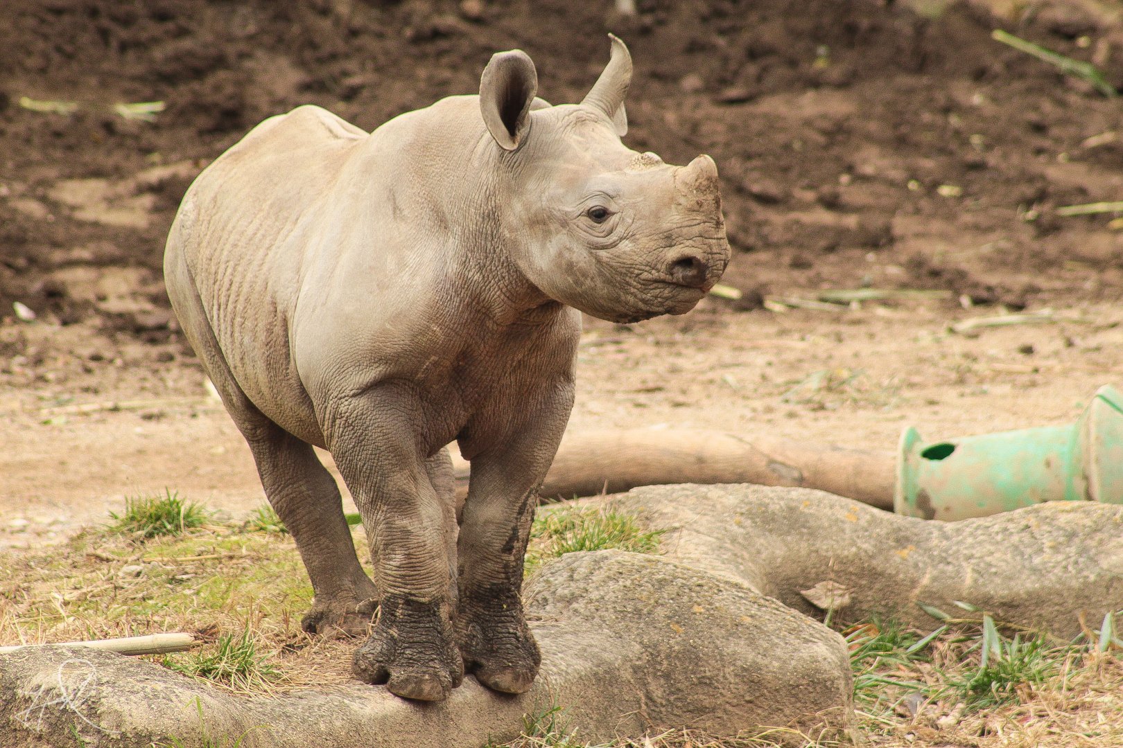 Dec. 2017 - Rhino Reserve - Kendi