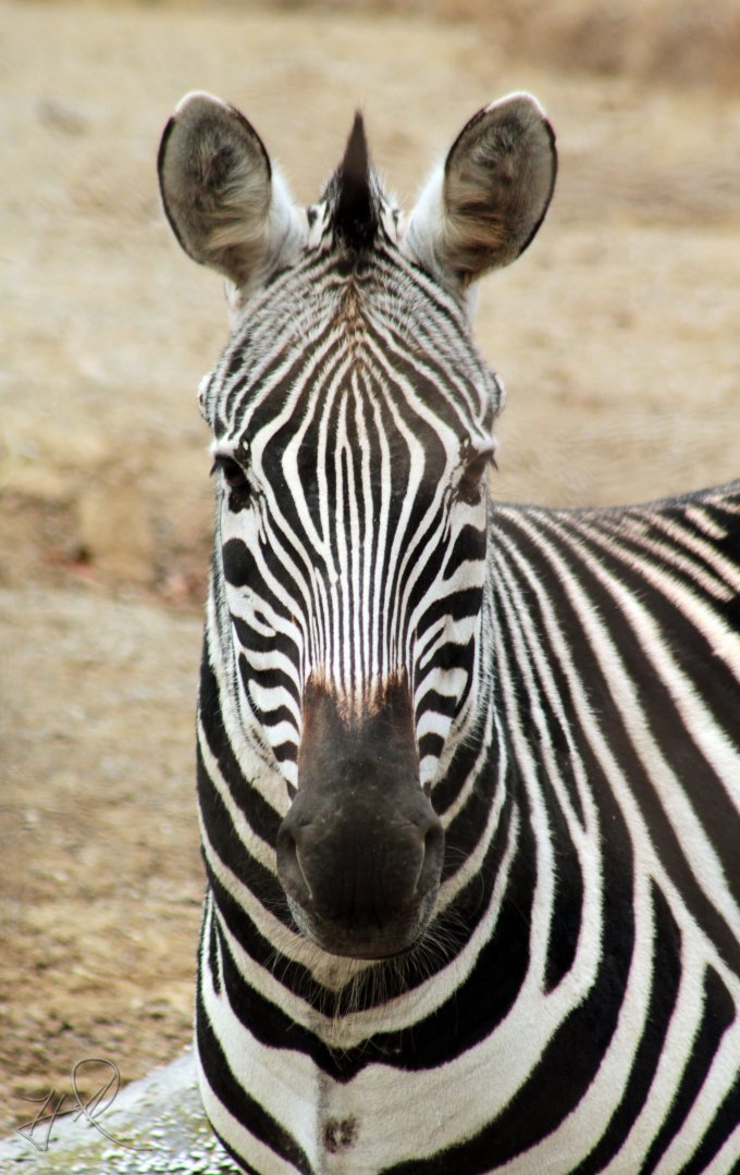 Dec. 2017 - Rhino Reserve - Plains Zebra