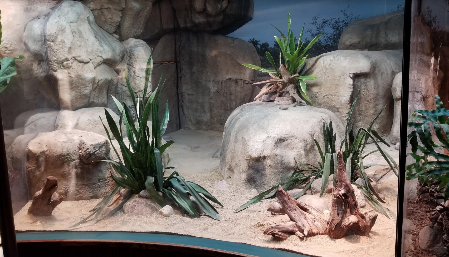 Dec. 2017 - Small Mammal-Reptile House - Aruba Island Rattlesnake Exhibit