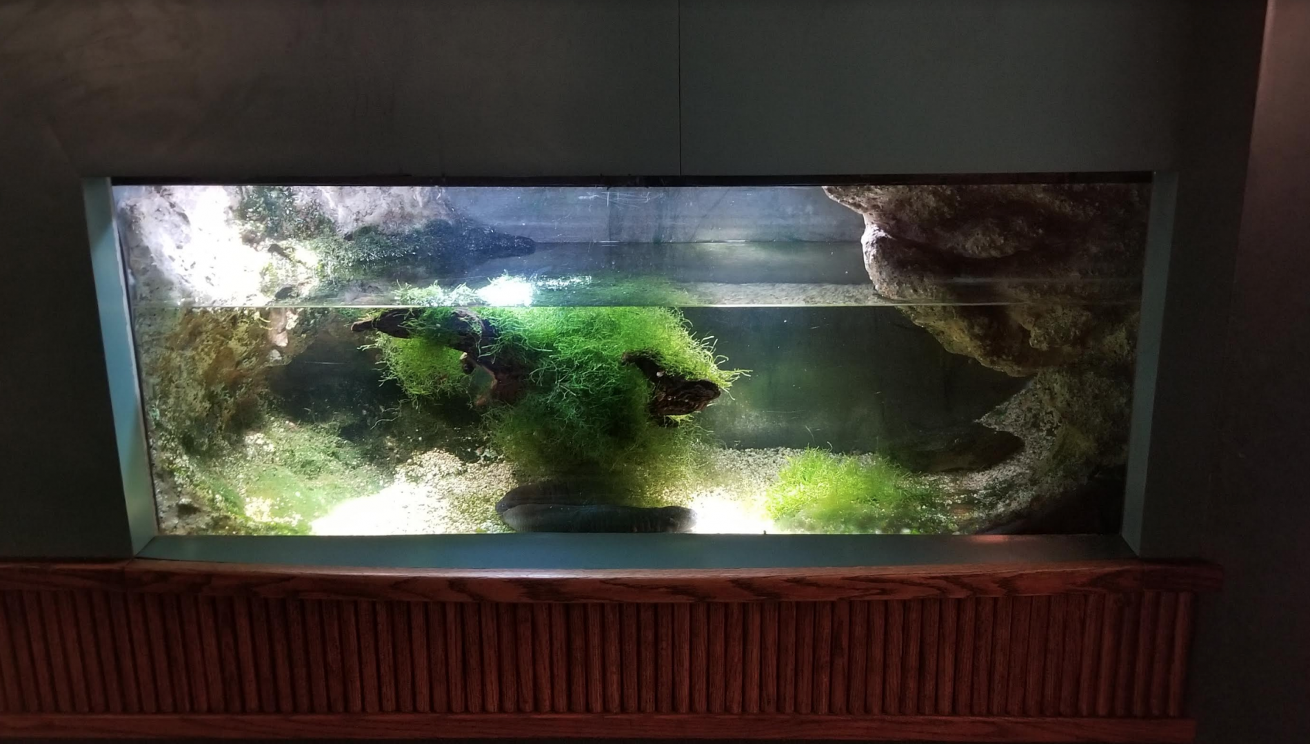 Dec. 2017 - Small Mammal-Reptile House - Axolotl Tank